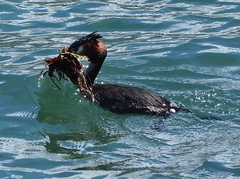 Podiceps cristatus australis