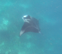 Mobula alfredi