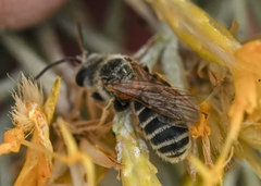 Halictus ligatus