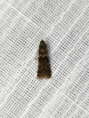 Ephestiopsis oenobarella