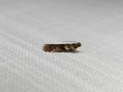 Ephestiopsis oenobarella