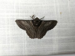 Hypobapta tachyhalotaria