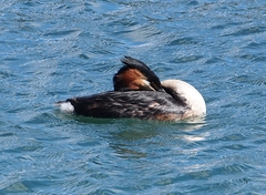 Podiceps cristatus australis