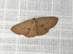 Poecilasthena anthodes