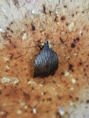 Tortricopsis pyroptis