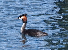 Podiceps cristatus australis
