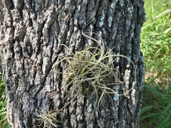 Tillandsia baileyi