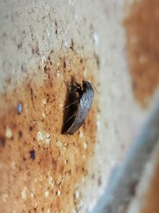 Tortricopsis pyroptis