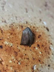 Tortricopsis pyroptis