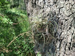 Tillandsia baileyi
