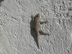 Sceloporus spinosus