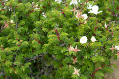 Rosa sericea morrisonensis
