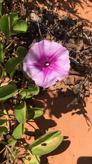 Ipomoea pes-caprae
