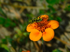 Ochraethes cinereolus