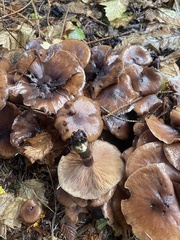 Armillaria nabsnona