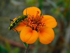 Ochraethes cinereolus