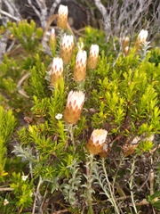 Helichrysum retortum