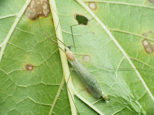 Nephrotoma gnata