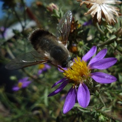 Bombylius major
