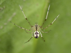 Pityohyphantes