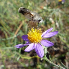 Bombylius major