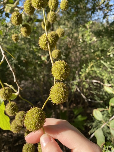 iNaturalist observation photo of western sycamore