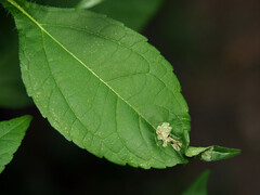 Calycomyza platyptera