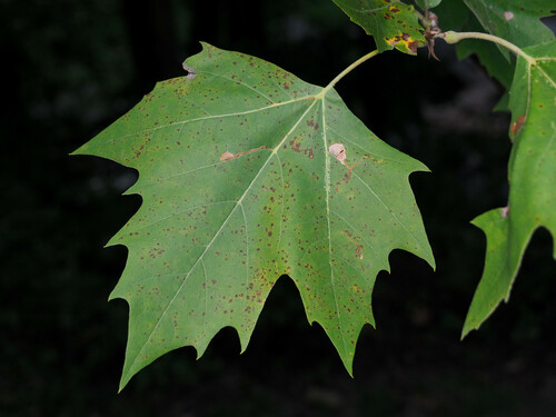 Ectoedemia clemensella photo 4