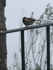 Fringilla coelebs maderensis