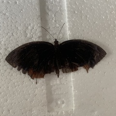 Satyrinae
