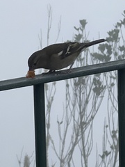 Fringilla coelebs maderensis