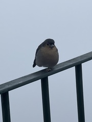 Fringilla coelebs maderensis