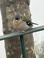 Fringilla coelebs maderensis