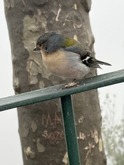 Fringilla coelebs maderensis