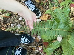 Polystichum acrostichoides