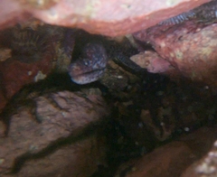 Uropterygius versutus