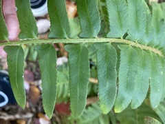 Polystichum acrostichoides