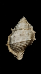 Bufonaria rana