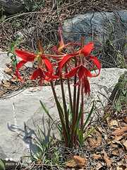 Sprekelia formosissima