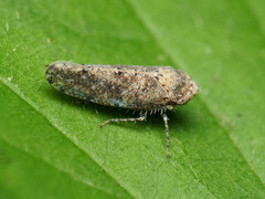 Deltocephalinae