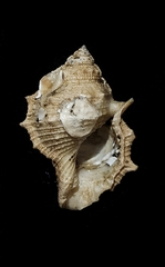 Bufonaria rana