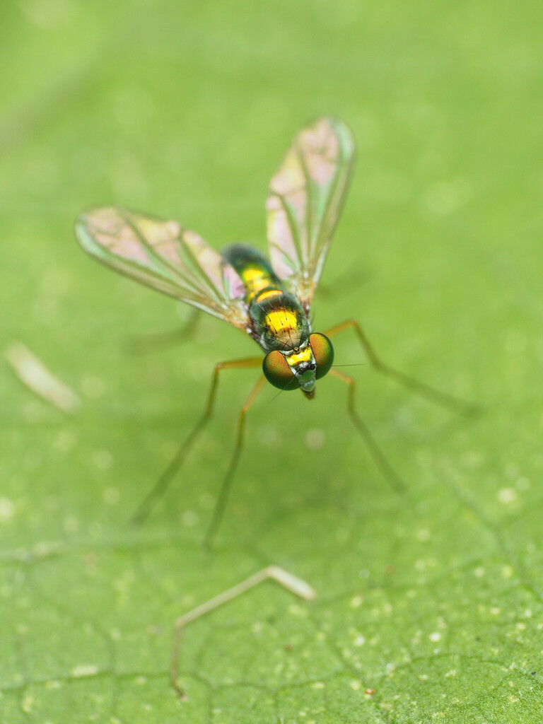 Amblypsilopus scintillans