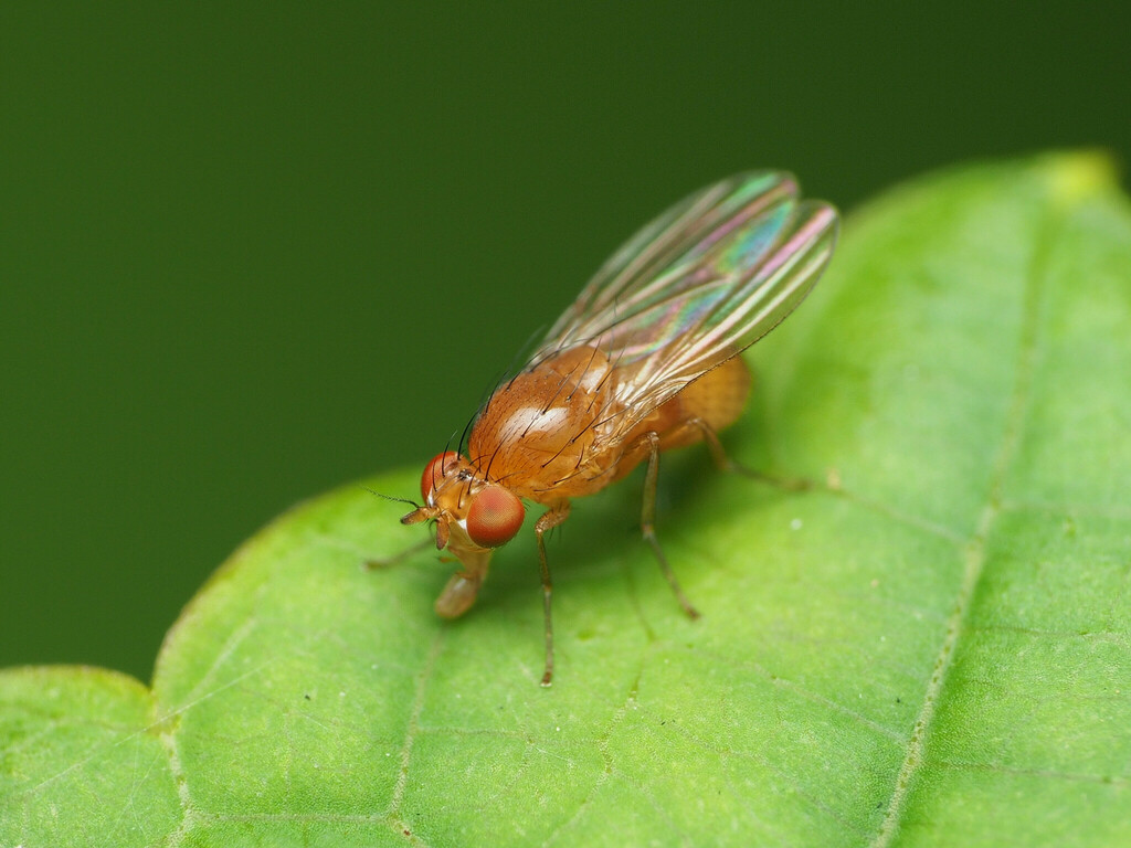 Beach fly