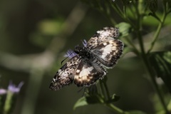 Chiomara georgina