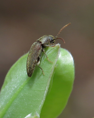 Eucnemidae