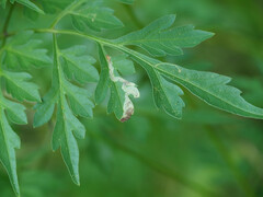 Liriomyza carphephori