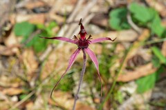 Caladenia formosa