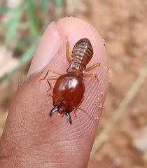 Macrotermes convulsionarius
