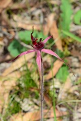 Caladenia formosa