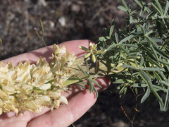 Lupinus angustiflorus